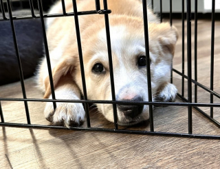 Illustration de l'article : Un donateur sauve un refuge avec un don exceptionnel de 2 millions d’euros