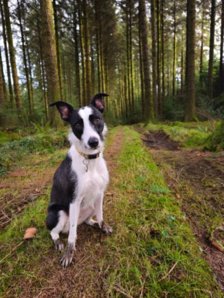 Illustration de l'article : Malgré l’enfer qu’elle a vécu, cette adorable petite chienne offre une magnifique leçon de vie en restant solaire et joyeuse