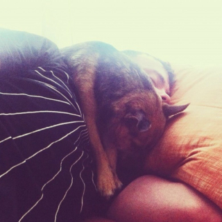 Illustration de l'article : 12 photos de chiens adorant dormir sur leurs humains