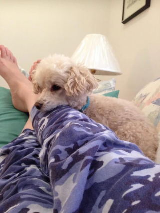 Illustration de l'article : 12 photos de chiens adorant dormir sur leurs humains