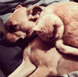 Illustration de l'article : 12 photos de chiens adorant dormir sur leurs humains