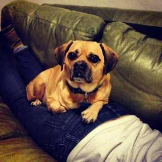 Illustration de l'article : 12 photos de chiens adorant dormir sur leurs humains