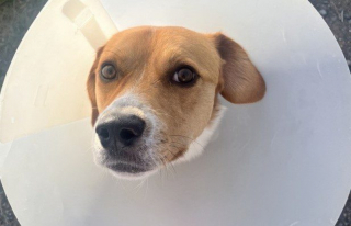 Illustration de l'article : Abandonné et traîné par un camion, ce petit chien fait preuve d’un courage extraordinaire pour se remettre de ses blessures