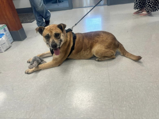 Illustration de l'article : Une chienne au passé douloureux cherche un nouveau départ après un retour au refuge