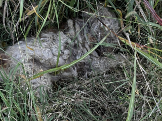 Illustration de l'article : Sauvé après 8 mois d’errance, ce chien commence une nouvelle vie