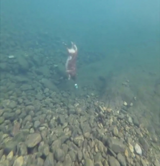 Illustration de l'article : Ce Golden Retriever plonge avec style pour récupérer un objet au fond d’un étang (vidéo)