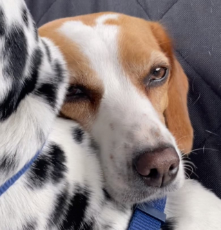 Illustration de l'article : Terrifiée par les trajets en voiture, cette petite chienne trouve du réconfort auprès de son frère qui fait tout pour la rassurer (vidéo)