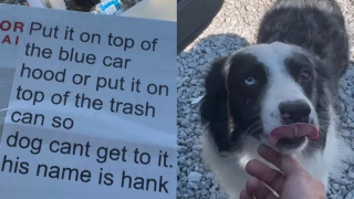 Illustration de l'article : Les propriétaires d’un chien mangeur de colis laissent un message pour avertir le livreur (vidéo)