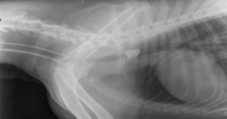 Illustration de l'article : En jouant, un chien s’étouffe avec une pierre et est sauvé in extremis par des vétérinaires