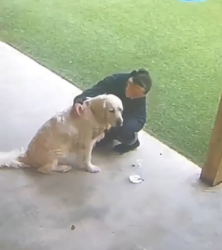 Illustration de l'article : L'amour inconditionnel d'un Golden Retriever pour sa maîtresse, illustré par la longue attente de Lincoln