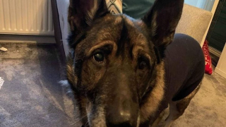 Illustration de l'article : Ce chien avale 80cm de guirlandes de Noël et doit être opéré en urgence juste avant les fêtes !