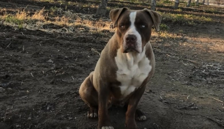 Illustration de l'article : Cette chienne traumatisée vivant dans la nature est secourue par un homme bienveillant et patient