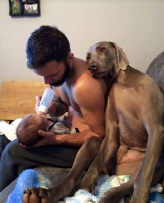 Illustration de l'article : 15 photos de chiens qui illuminent la vie de leurs propriétaires