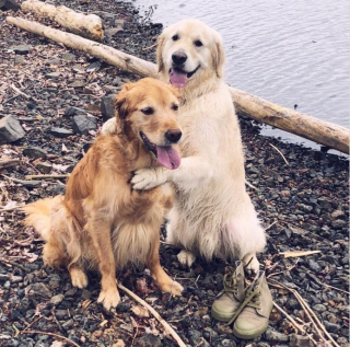 Illustration de l'article : 15 photos de chiens qui illuminent la vie de leurs propriétaires