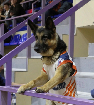 Illustration de l'article : 15 photos de chiens qui illuminent la vie de leurs propriétaires