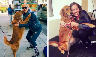 Illustration de l'article : 15 photos de chiens qui illuminent la vie de leurs propriétaires