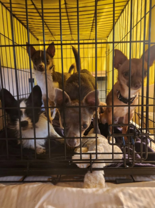 Illustration de l'article : Sauvés d’une maison insalubre et en situation d’accumulation, ces 50 petits chiens tentent désormais de se remettre (vidéo)