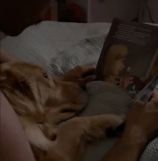 Illustration de l'article : Ce Golden Retriever aime que son maître lui lise une histoire pour s’endormir (vidéo)