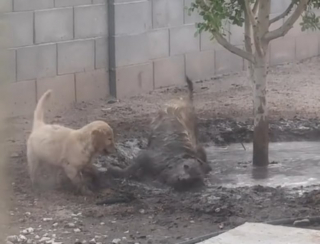 Illustration de l'article : Fidèle à sa réputation, ce Golden Retriever montre à son petit frère comment se rouler efficacement dans la boue (vidéo)