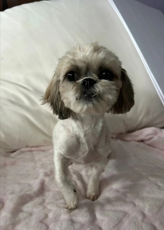 Illustration de l'article : Une chienne abandonnée cherche un foyer et est sauvée par l’intervention d’une secouriste