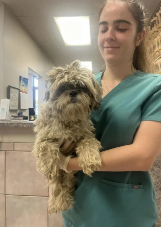 Illustration de l'article : Une chienne abandonnée cherche un foyer et est sauvée par l’intervention d’une secouriste