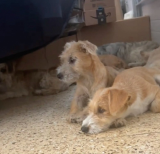 Illustration de l'article : Abandonnés devant un refuge, 7 petits chiens croisent le chemin d’une bonne samaritaine qui les prend sous son aile