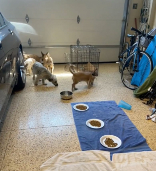 Illustration de l'article : Abandonnés devant un refuge, 7 petits chiens croisent le chemin d’une bonne samaritaine qui les prend sous son aile