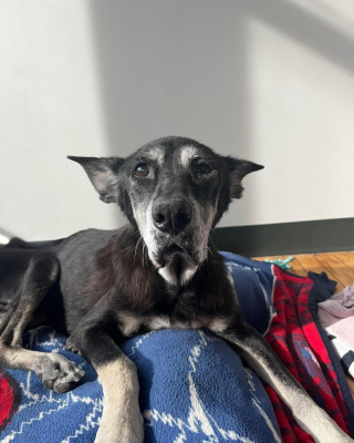 Illustration de l'article : Cette chienne au poil abimé et victime de négligence retrouve la santé grâce à l’intervention de sauveteurs