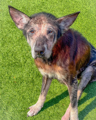 Illustration de l'article : Cette chienne au poil abimé et victime de négligence retrouve la santé grâce à l’intervention de sauveteurs