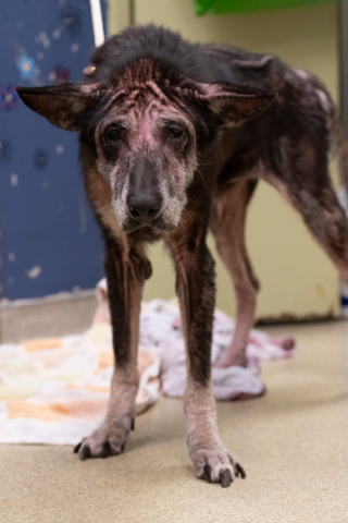 Illustration de l'article : Cette chienne au poil abimé et victime de négligence retrouve la santé grâce à l’intervention de sauveteurs