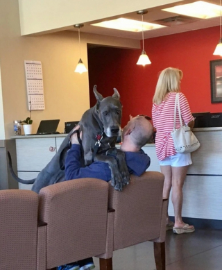 Illustration de l'article : 10 photos d’animaux faisant la grimace avant d’aller chez le vétérinaire