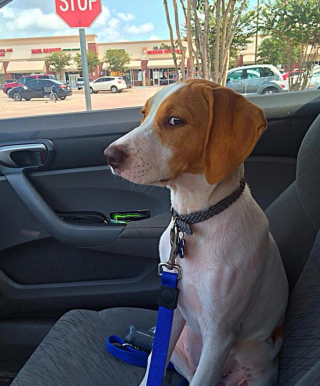 Illustration de l'article : 10 photos d’animaux faisant la grimace avant d’aller chez le vétérinaire