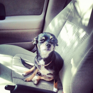 Illustration de l'article : 10 photos d’animaux faisant la grimace avant d’aller chez le vétérinaire