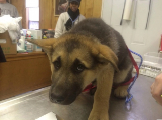 Illustration de l'article : 10 photos d’animaux faisant la grimace avant d’aller chez le vétérinaire