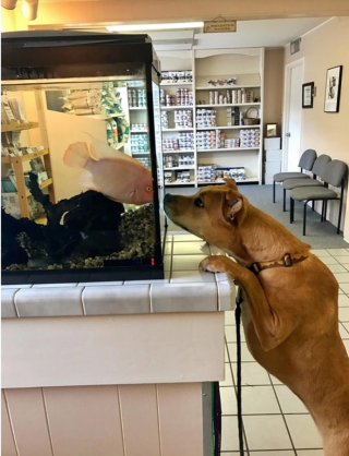 Illustration de l'article : 10 photos d’animaux faisant la grimace avant d’aller chez le vétérinaire