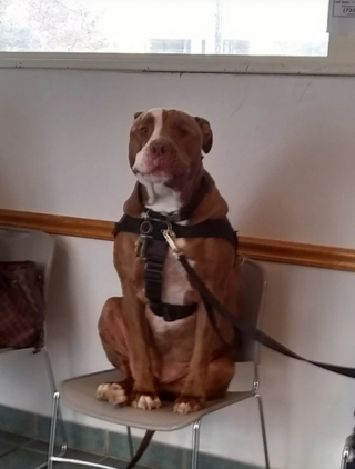 Illustration de l'article : 10 photos d’animaux faisant la grimace avant d’aller chez le vétérinaire