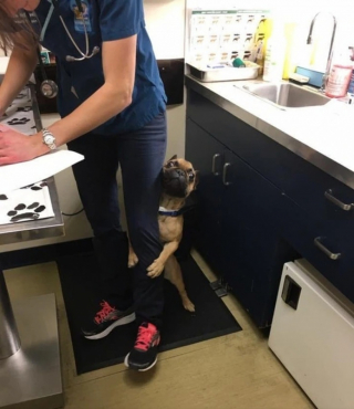 Illustration de l'article : 10 photos d’animaux faisant la grimace avant d’aller chez le vétérinaire