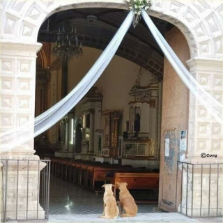 Illustration de l'article : 6 photos d’animaux immortalisés dans des situations cocasses