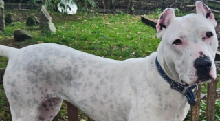 Illustration de l'article : Abandonnée et atteinte de surdité, cette jeune chienne apprend le langage des signes pour retrouver une famille plus rapidement