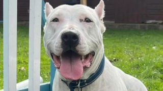 Illustration de l'article : Abandonnée et atteinte de surdité, cette jeune chienne apprend le langage des signes pour retrouver une famille plus rapidement