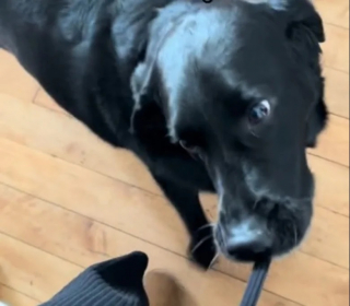 Illustration de l'article : Ce Labrador recalé comme chien-guide continue d’aider sa famille à sa façon (vidéo)