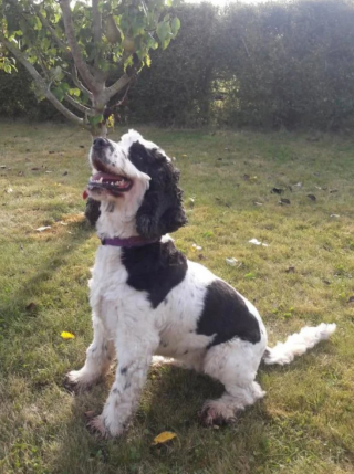 Illustration de l'article : Un homme chanceux remporte une jolie somme au loto et décide d’utiliser cet argent pour gâter sa chienne adorée