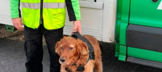 Illustration de l'article : Durant sa tournée habituelle, un livreur rencontre un chien perdu et l’aide à retrouver sa famille