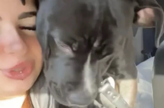 Illustration de l'article : Une femme tente de retrouver son chien après que celui-ci ait été vendu sans son accord