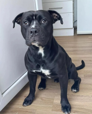 Illustration de l'article : Une femme tente de retrouver son chien après que celui-ci ait été vendu sans son accord