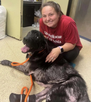 Illustration de l'article : Une chienne âgée abandonnée dans un champ est miraculeusement sauvée et retrouve la joie de vivre