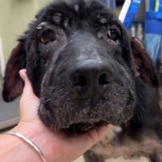 Illustration de l'article : Une chienne âgée abandonnée dans un champ est miraculeusement sauvée et retrouve la joie de vivre