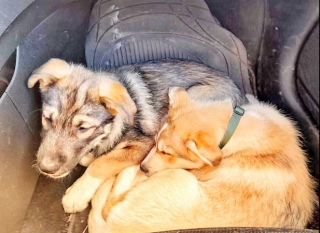 Illustration de l'article : La merveilleuse revanche sur la vie de Ringo et Razmo, 2 chiots lâchement abandonnés dans une poubelle