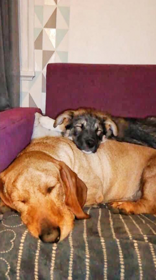 Illustration de l'article : La merveilleuse revanche sur la vie de Ringo et Razmo, 2 chiots lâchement abandonnés dans une poubelle