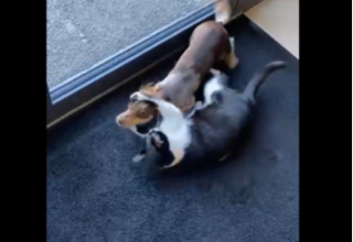 Illustration de l'article : Ce Teckel stressé par sa visite chez le vétérinaire a vu son humeur changer complètement, grâce à une présence inattendue dans la salle d’attente (vidéo)